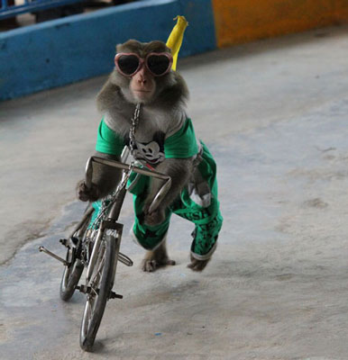 Du khách hàng trượt liên tiếp khi giẫm xe cộ qua chuyện cầu khỉ ở miền Tây  VnExpress Du  lịch