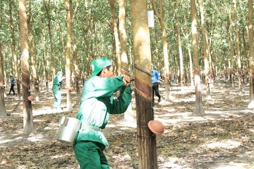 Công nhân cao su phấn khởi làm việc ngay sau Tết