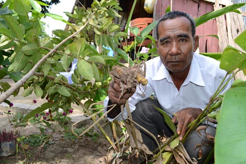 Ông Chau Phonl và cây ngải móc dùng để trị rắn cắn