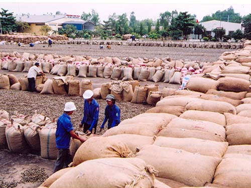 Người trồng điều phấn khởi vì giá điều tăng kỷ lục