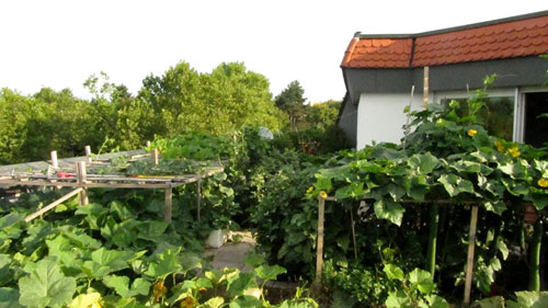 Thiên đường cây trái trên nóc nhà của anh đầu bếp Việt