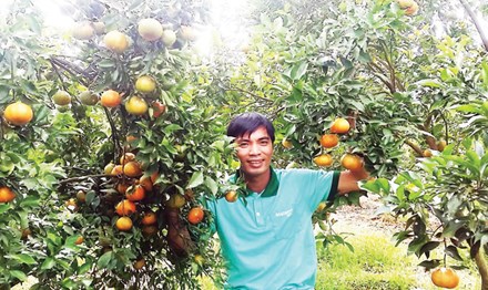 Vườn cam canh của anh Trần Mạnh Chiến