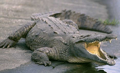 Mexico: Uống Máu Cá Sấu Để... Chữa Hiv - Báo Người Lao Động