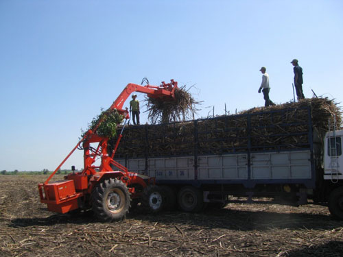 Nhà máy Đường Biên Hòa Tây Ninh thu hoạch mía tại các vùng nguyên liệu