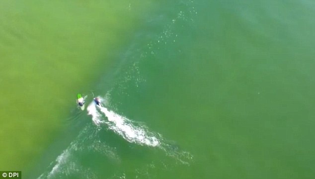 Clip: Cá mập trắng bơi gần người lướt sóng ở Ballina