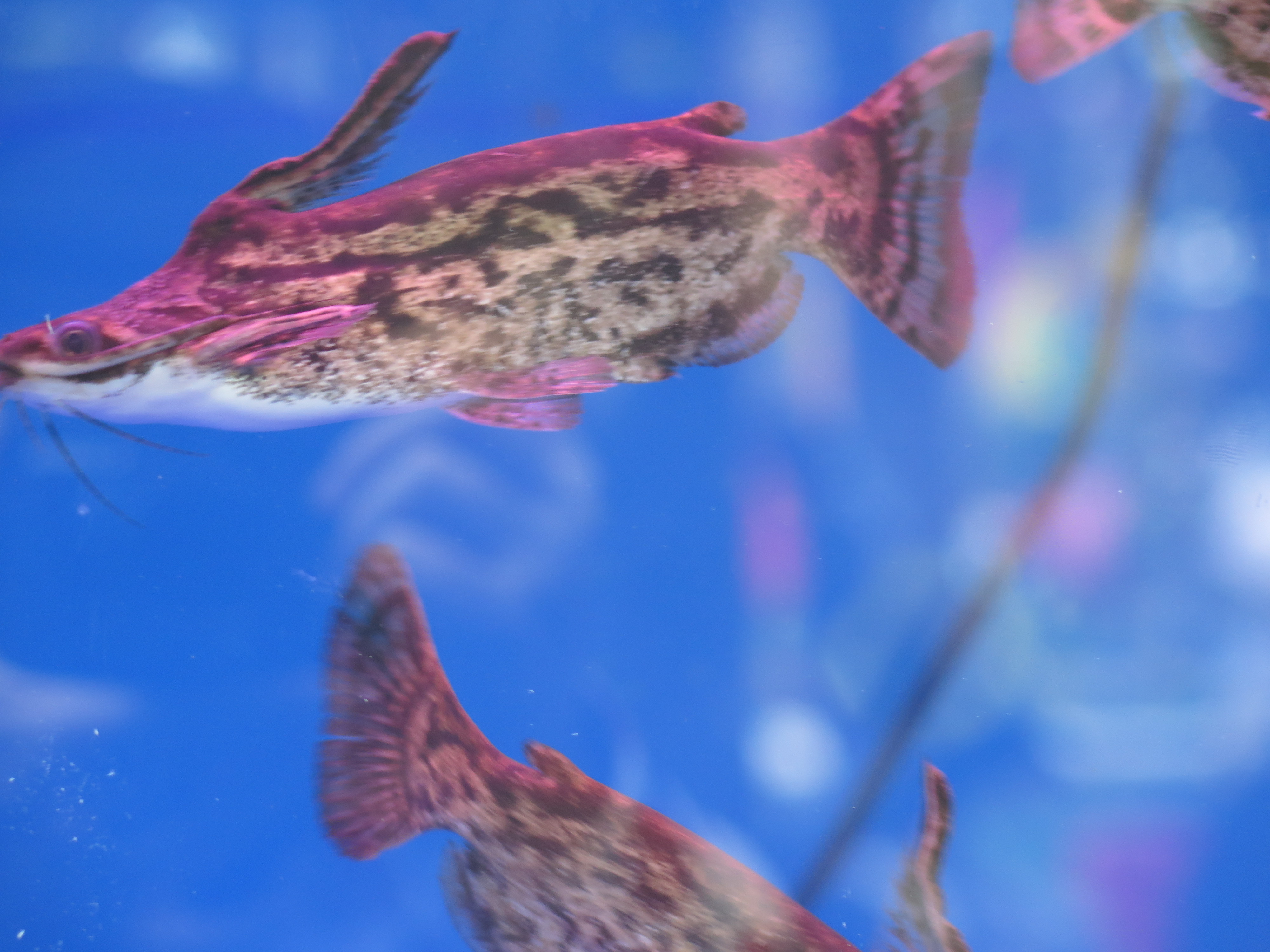 Bộ sưu tập cá tại Hội Hoa Xuân Đinh Dậu 2017 sẽ khiến bạn ngạc nhiên và ấn tượng. Từ những con cá đặc biệt có màu sắc xa hoa cho đến những con cá to lớn sẽ giúp bạn khám phá thế giới đầy màu sắc và những điều thú vị.