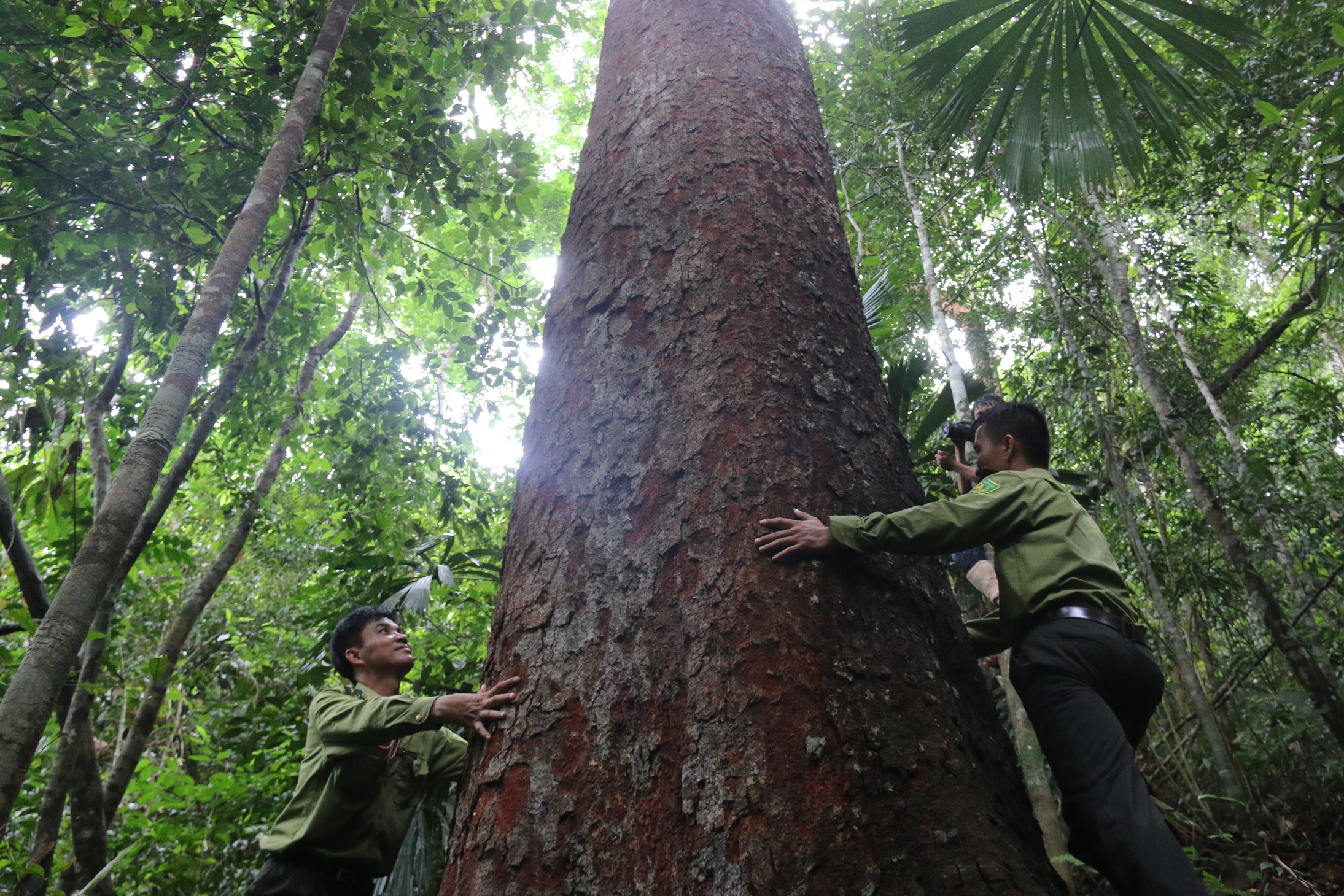 Đóng dấu mật rừng lim quý - Ảnh 1. Đóng dấu mật rừng lim quý - Ảnh 1.