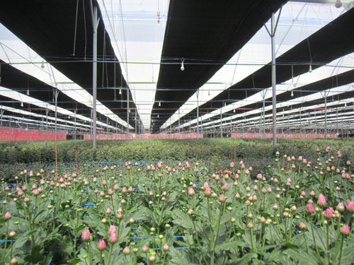 Dự án trồng hoa công nghệ cao do PAN Group đang triển khai ở Lâm Đồng Ảnh: SƠN NHUNG