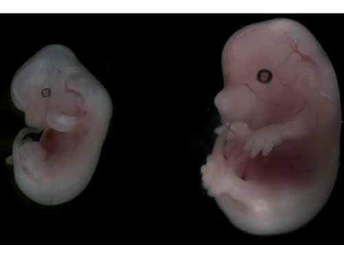 Phôi thai chuột phát triển từ tế bào gốcẢnh: Đại học Cambridge