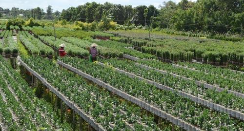 Người trồng hoa ở TP Sa Đéc, tỉnh Đồng Tháp phấn khởi với giá hoa năm nay tăng cao Ảnh: Thốt Nốt