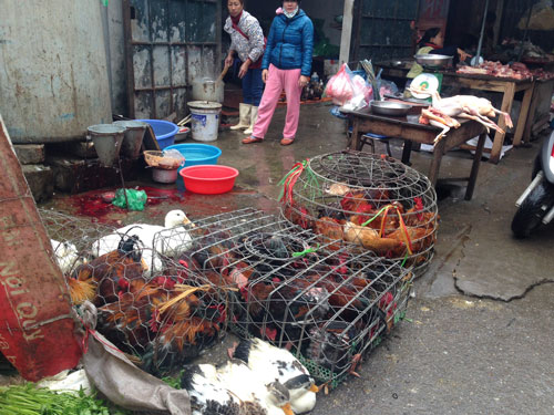 Người dân mua bán gà, vịt không nên chủ quan trong phòng tránh dịch cúm gia cầm Ảnh: Ngọc Dung