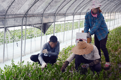 
Lao động Việt Nam làm việc “chui” tại Seoul, Hàn Quốc. Ảnh: Minh Nguyệt
