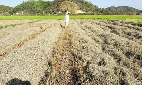 Tình trạng mua đất nông nghiệp bán lại hoặc cho thuê đang “nóng” ở tỉnh Lâm Đồng