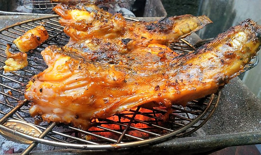  Cá mao ếch nướng trên than hồng 