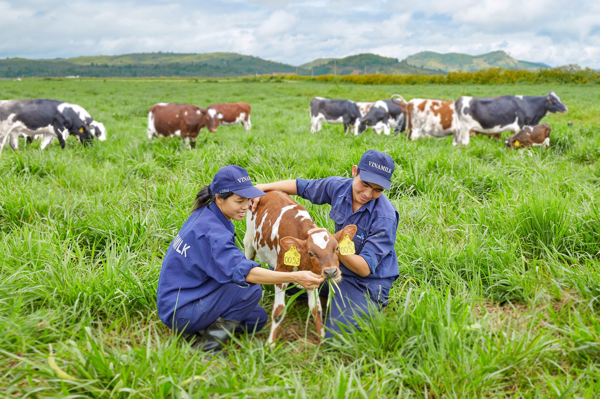 Lãnh đạo tỉnh Quảng Ngãi thăm trang trại bò sữa Vinamilk Quảng Ngãi