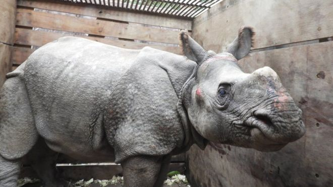 Lũ Cuốn Tê Giác Quý Hiếm Trôi 42 Km, Từ Nepal Tới Ấn Độ - Báo Người Lao Động