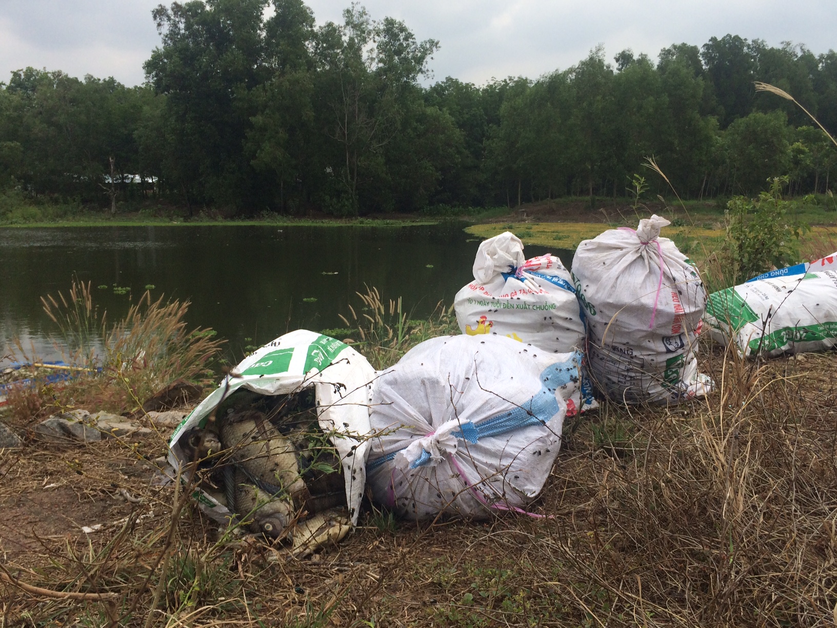  H&agrave;ng tấn c&aacute; đ&atilde; chết trong những ng&agrave;y qua 