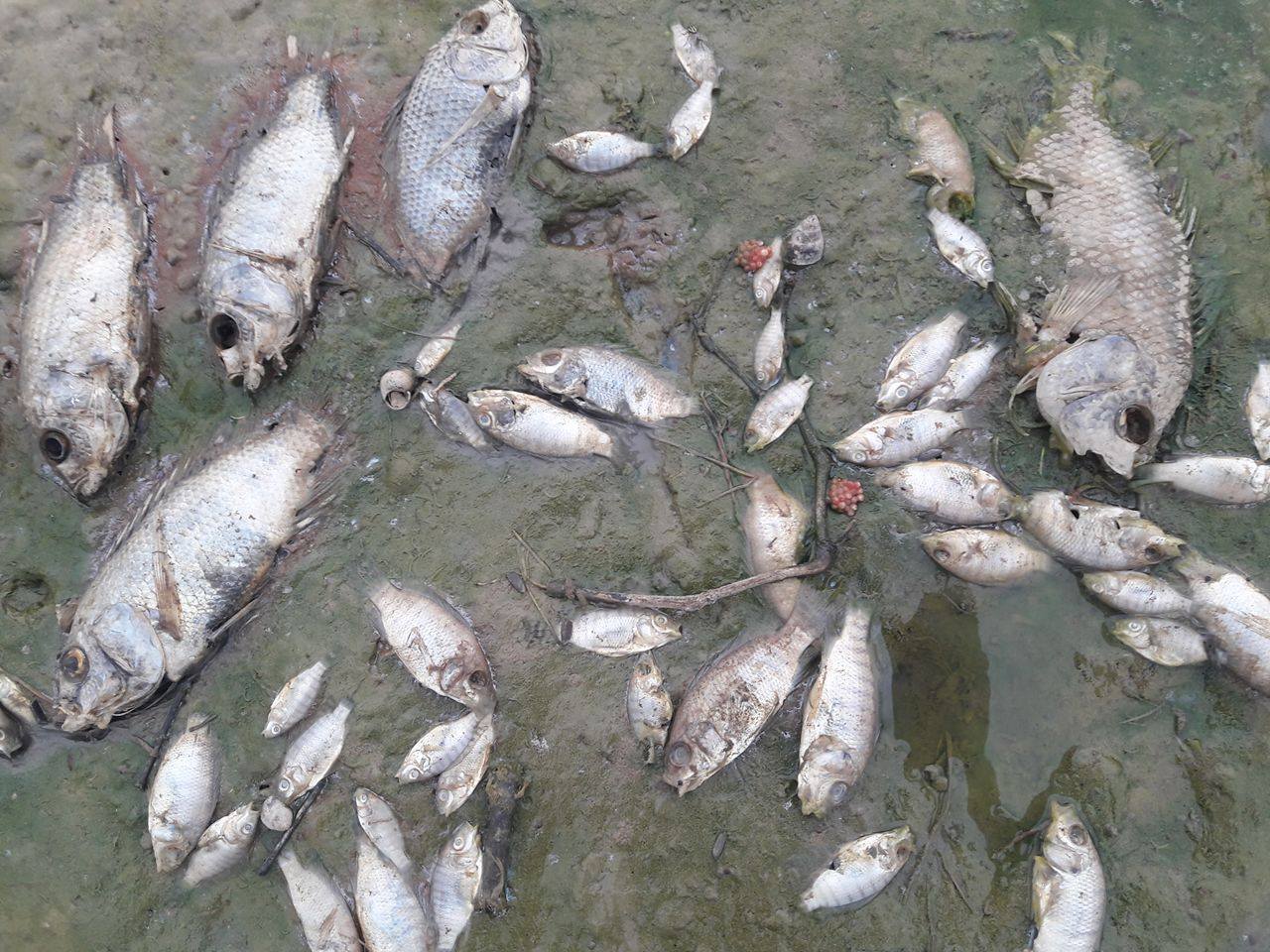 Đà Nẵng: Cá chết trắng đồng nghi do nhà máy xả nước thải - Báo ...
