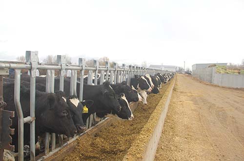 Vinamilk nhập hơn 2.000 con bò sữa cao sản từ Mỹ - Ảnh 2.