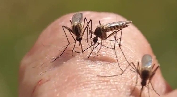 Vì sao có người thường bị muỗi chích người thì không  Tuổi Trẻ Online