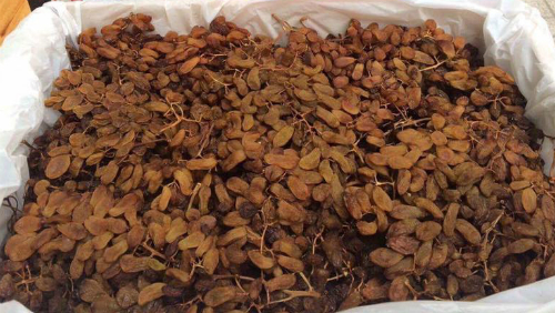 Nho khô nguyên cành nhập khẩu vẫn là loại trái cây sấy nhập khẩu được chọn mua hàng đầu dịp Tết.