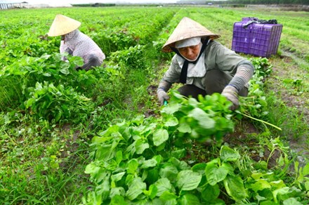 
Nông dân lo không có cơ hội “chạm tay” vào gói 100.000 tỉ
