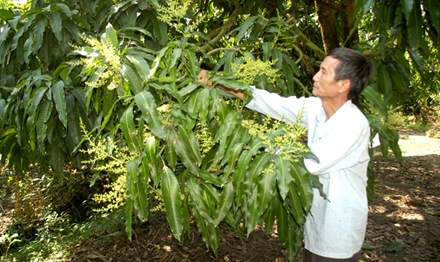 Ông Võ Hữu Hiền cho rằng mô hình “Cây xoài nhà tôi” đem lại hiệu quả thiết thực, năm nay ông sẽ tiếp tục đăng ký bán tiếp những cây xoài khác.