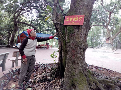 Cụ Nguyễn Văn Tặng bên cây lim cổ thụ từng bị cháy gốc đã được chính tay cụ dập lửa cứu cây.