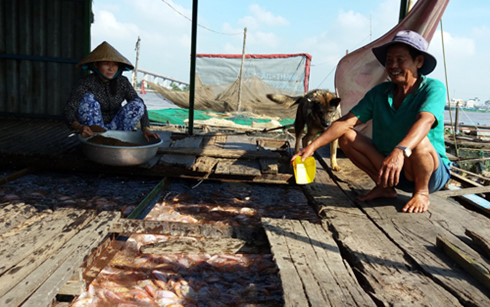 Cá điêu hồng nuôi bè đến kì thu hoạch nhưng giá giảm thấp khiến người nuôi thua lỗ.