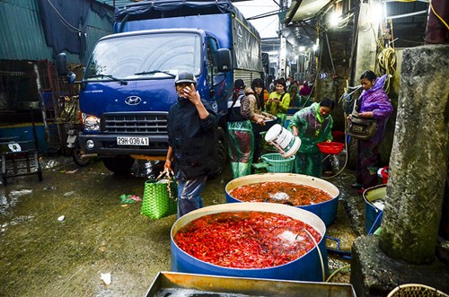 
Sáng sớm 19-1 (22 tháng Chạp) tại lối vào chợ dễ bắt gặp nhiều bể cá vàng với màu đỏ, vàng,...
