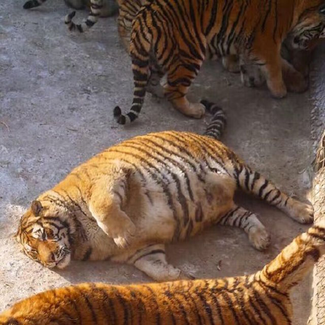 Hổ béo phì sau Tết: Không chỉ con người mà con hổ sau mùa Tết cũng béo phì, dễ thương khó cưỡng. Hãy chiêm ngưỡng những hình ảnh đáng yêu của hổ béo phì và cảm nhận sự vô cùng đáng yêu của chúng.