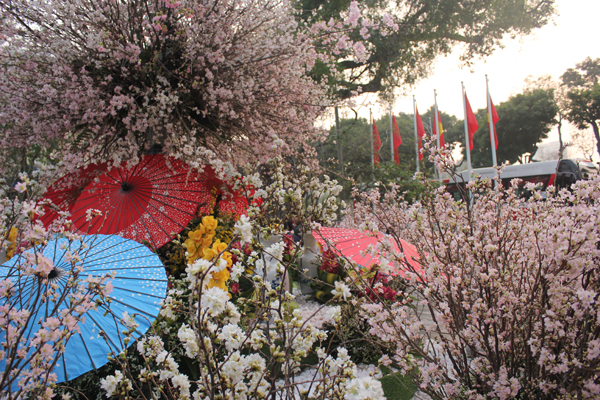 Hồ Gươm ngập sắc hoa anh đào Nhật Bản