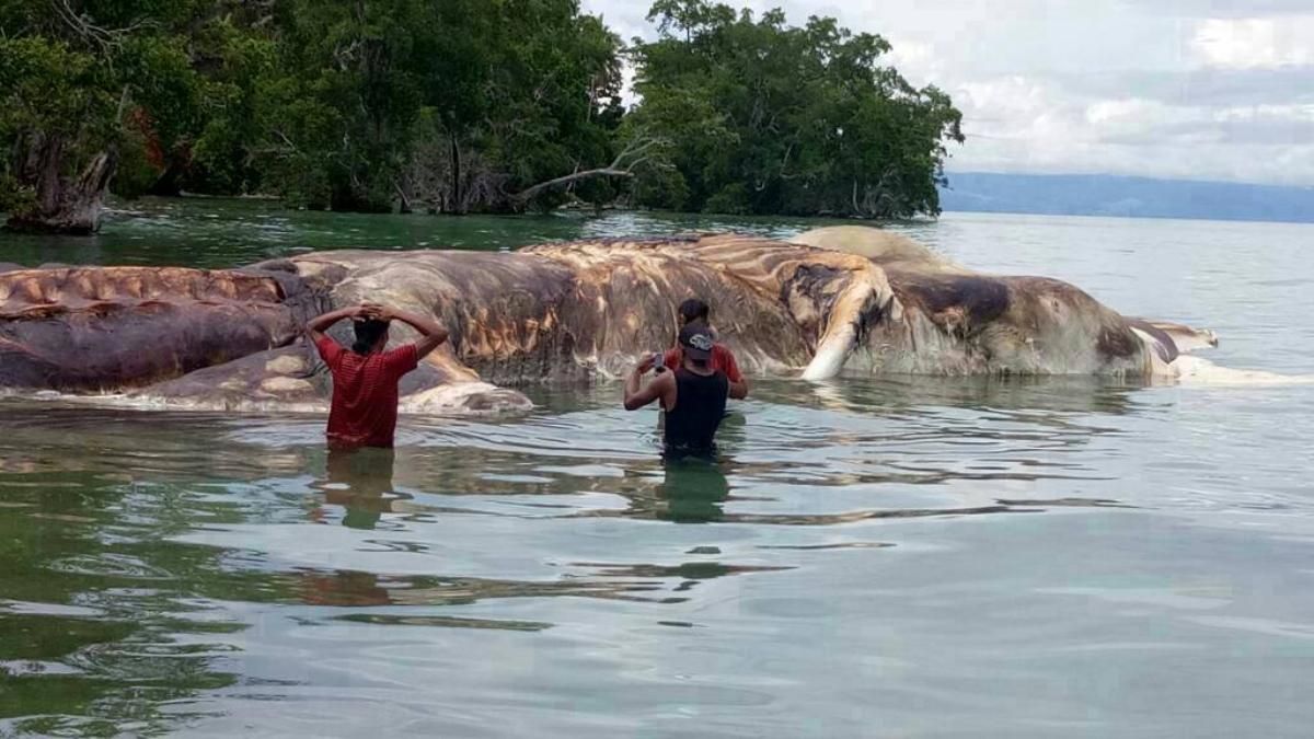 Giải mã “quái vật biển” dạt vào bãi biển Indonesia - Báo Người lao ...
