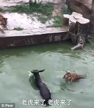 Du khách sốc cảnh cọp xé xác lừa trong sở thú Trung Quốc - Ảnh 2.