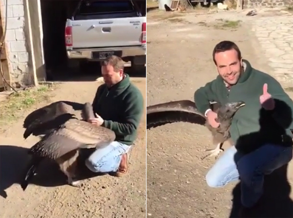 Clip: Chim ưng quay lại cảm ơn ân nhân sau nhiều năm được cứu