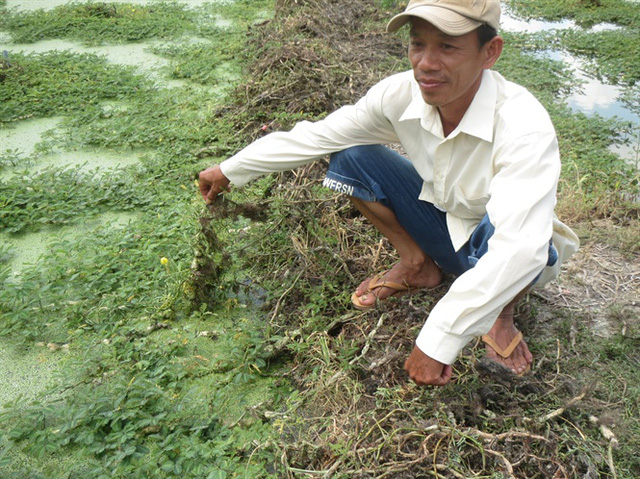 Kiên Giang Hiệu quả kinh tế từ mô hình trồng rau nhút  Ảnh thời sự trong  nước  Kinh tế  Thông tấn xã Việt Nam TTXVN