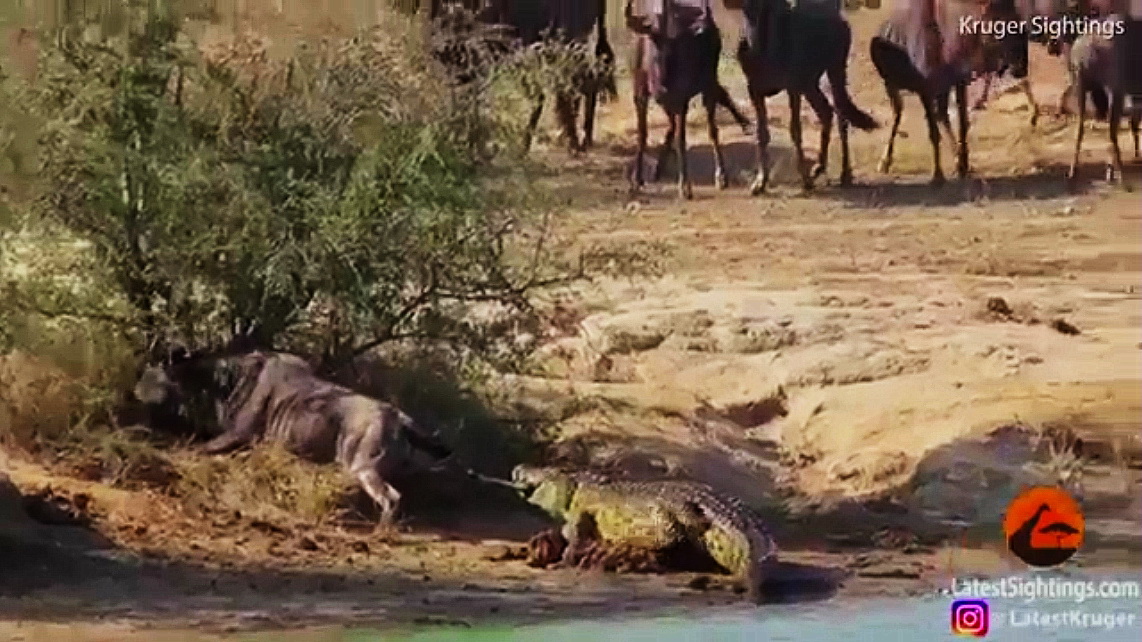 Hà mã cứu linh dương thoát khỏi cá sấu