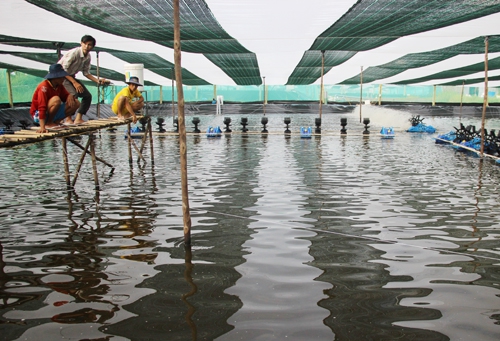 Farmtigocom  Nuôi tôm siêu thâm canh bể tròn Bạc Liêu là một trong những  địa phương nuôi tôm trọng điểm của cả nước Đặc biệt mô hình nuôi tôm siêu  thâm