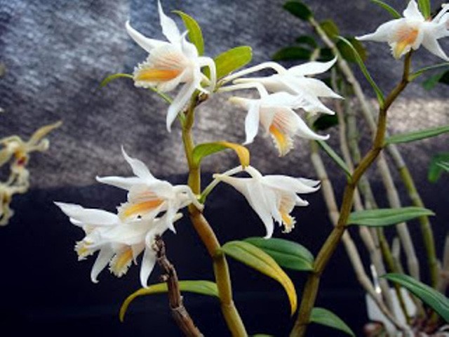 Chiêm ngưỡng hoa phong lan rừng Sa Pa - Ảnh 1.