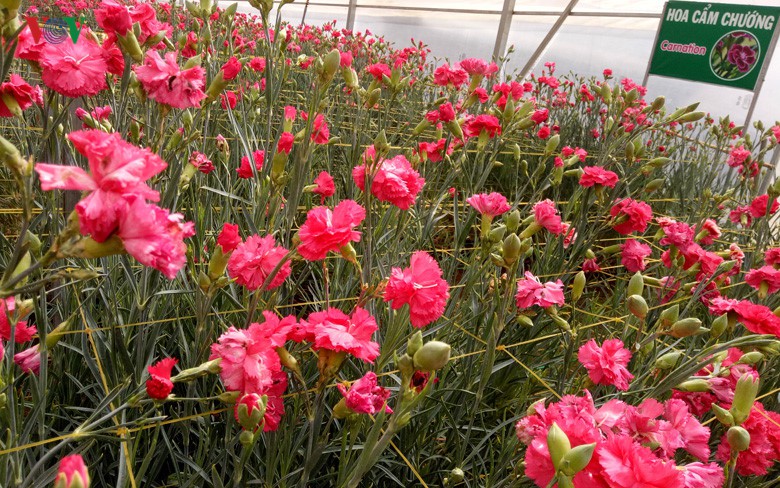 Ngắm ngàn hoa đua sắc tại làng hoa nổi tiếng ở Đà Lạt - Ảnh 13.