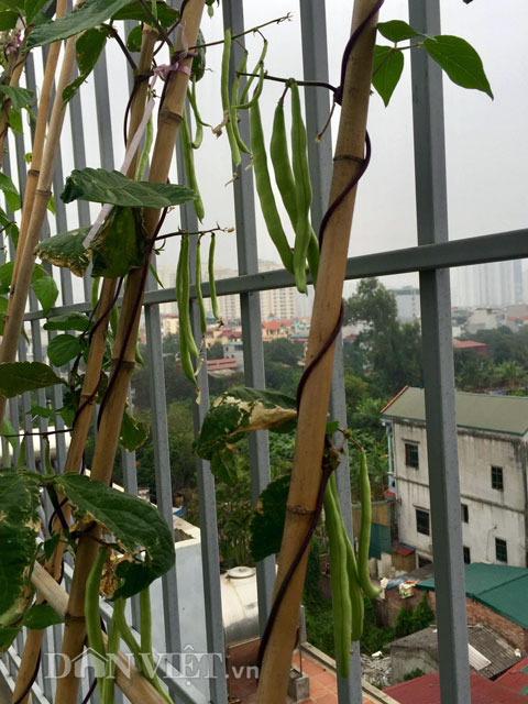 Đậu cove được trồng trên lan can sân thượng tầng 5