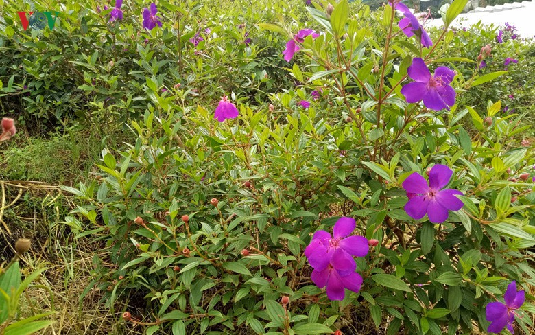Ngắm ngàn hoa đua sắc tại làng hoa nổi tiếng ở Đà Lạt - Ảnh 17.