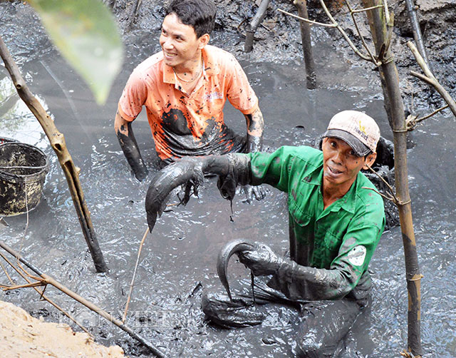 Vào mùa bắt cá 'trời cho' khắp miền Tây
