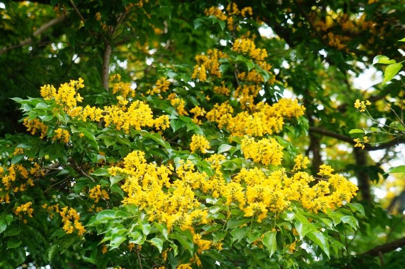 Về Tam Kỳ mê đắm bên hoa sưa vàng - Báo Người lao động Về Tam Kỳ Mê Đắm Bên Hoa Sưa Vàng - Báo Người Lao Động