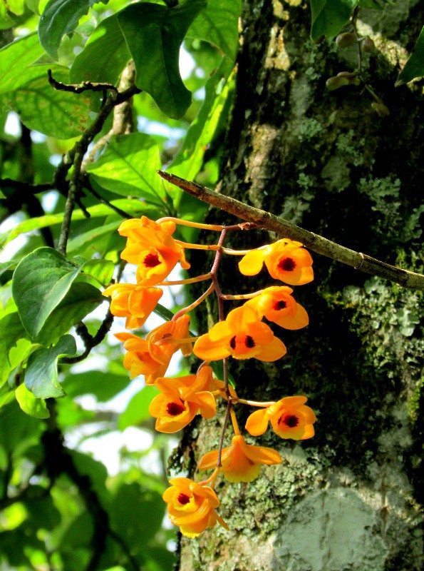 Chiêm ngưỡng hoa phong lan rừng Sa Pa - Ảnh 3.