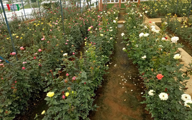 Ngắm ngàn hoa đua sắc tại làng hoa nổi tiếng ở Đà Lạt - Ảnh 4.