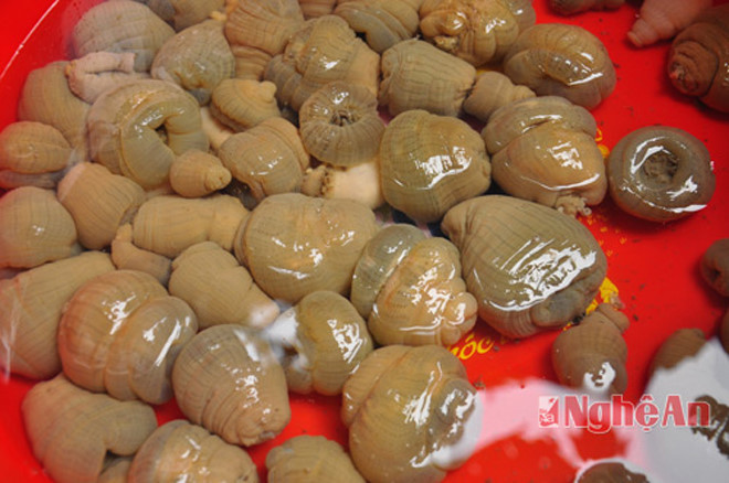 Ngư dân Nghệ An hè nhau xuống biển săn 'thần dược'