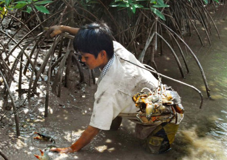 
Bắt cua không hề dễ bởi cua không di chuyển theo đàn mà đi riêng lẻ, muốn bắt phải có kinh nghiệm. Ảnh: thuysanvietnam
