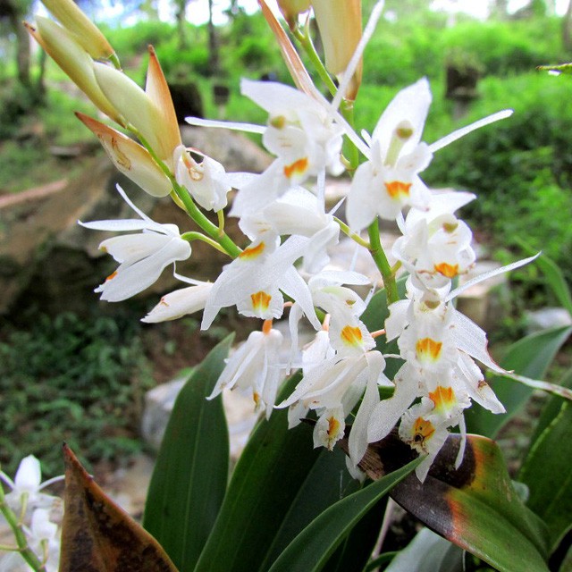 Chiêm ngưỡng hoa phong lan rừng Sa Pa - Ảnh 6.