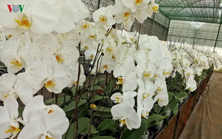 Ngắm ngàn hoa đua sắc tại làng hoa nổi tiếng ở Đà Lạt - Ảnh 8.
